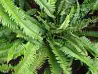 Fern Preview
