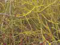 Yellow Twig Dogwood Preview